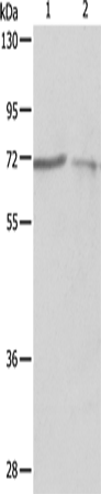 Rabbit Polyclonal Antibody to PTPN6