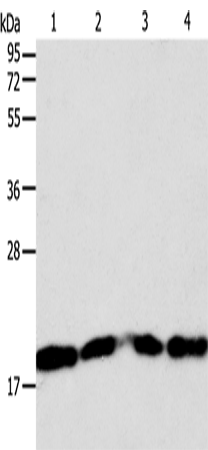 Rabbit Polyclonal Antibody to DIABLO