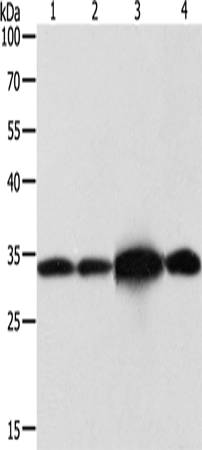 Rabbit Polyclonal Antibody to NAPA