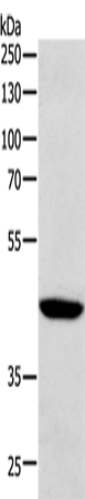 Rabbit Polyclonal Antibody to SOX7