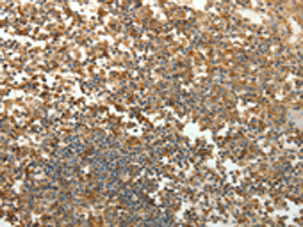 Rabbit Polyclonal Antibody to SFTPD