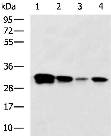 Rabbit Polyclonal Antibody to SPIN1