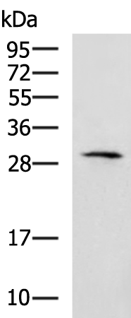 Rabbit Polyclonal Antibody to SPIN4