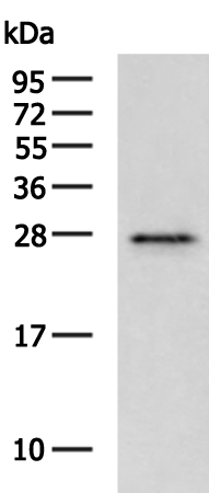 Rabbit Polyclonal Antibody to SPIN2B