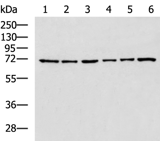 Rabbit Polyclonal Antibody to SPDL1