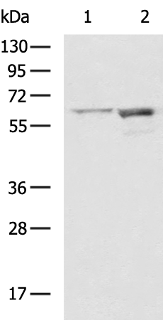 Rabbit Polyclonal Antibody to SRC