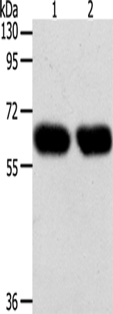 Rabbit Polyclonal Antibody to SYT7