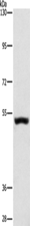 Rabbit Polyclonal Antibody to SYT17