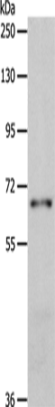 Rabbit Polyclonal Antibody to BIRC2