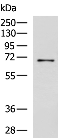 Rabbit Polyclonal Antibody to BIRC3