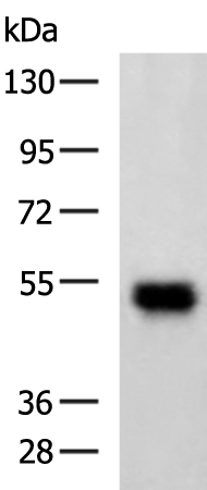 Rabbit Polyclonal Antibody to MAPT