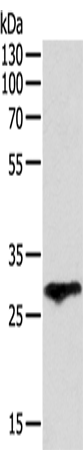 Rabbit Polyclonal Antibody to F3