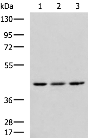 Rabbit Polyclonal Antibody to TGFB1