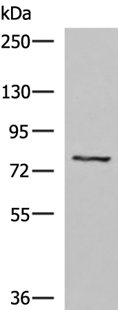Rabbit Polyclonal Antibody to TGFBI