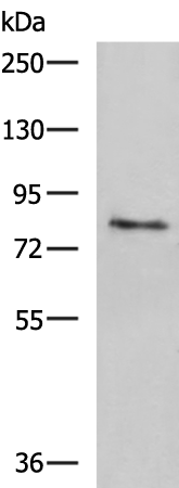 Rabbit Polyclonal Antibody to TGM3