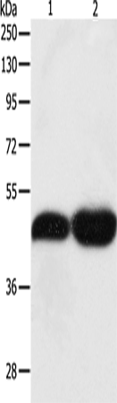 Rabbit Polyclonal Antibody to TEKT1