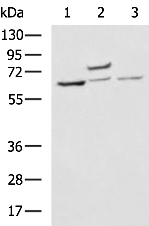 Rabbit Polyclonal Antibody to TNFRSF1B