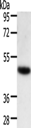 Rabbit Polyclonal Antibody to TRAF1