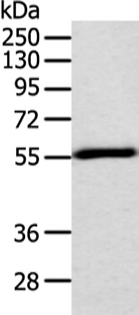 Rabbit Polyclonal Antibody to TRAF2