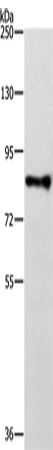 Rabbit Polyclonal Antibody to TRAF3IP1