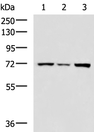 Rabbit Polyclonal Antibody to TRAF3IP3