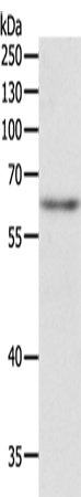 Rabbit Polyclonal Antibody to TRAF3IP2