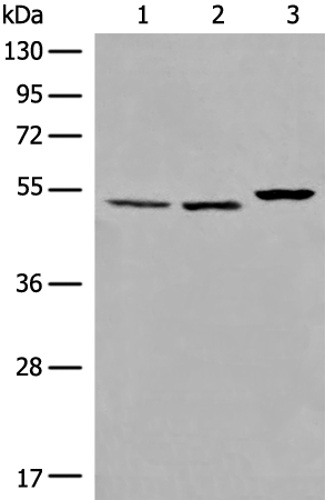 Rabbit Polyclonal Antibody to TRAF4