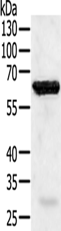 Rabbit Polyclonal Antibody to TRAF5