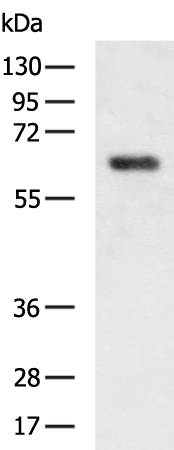 Rabbit Polyclonal Antibody to TRAF6