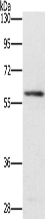 Rabbit Polyclonal Antibody to TRAFD1