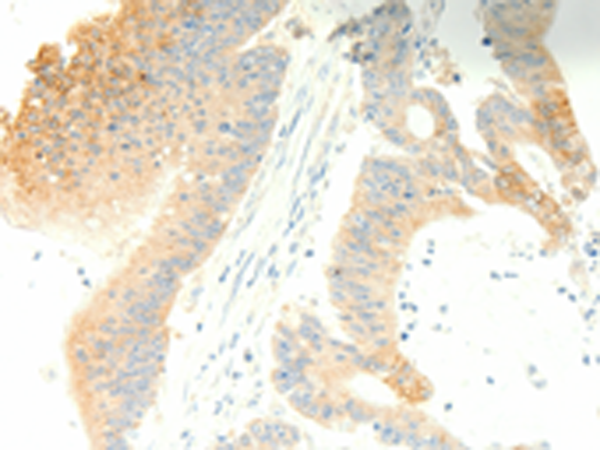 Rabbit Polyclonal Antibody to PTGES3