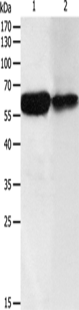Rabbit Polyclonal Antibody to DCT
