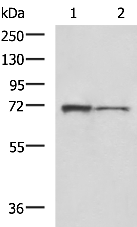 Rabbit Polyclonal Antibody to HEXIM1