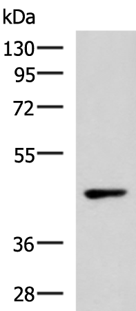 Rabbit Polyclonal Antibody to WNT9A