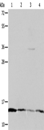 Rabbit Polyclonal Antibody to ATP5IF1