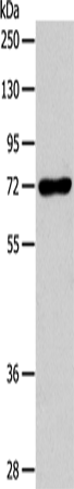 Rabbit Polyclonal Antibody to IL18RAP