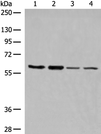 Rabbit Polyclonal Antibody to DNTT