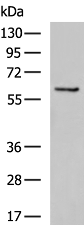 Rabbit Polyclonal Antibody to IL1RL1