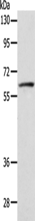 Rabbit Polyclonal Antibody to VANGL1