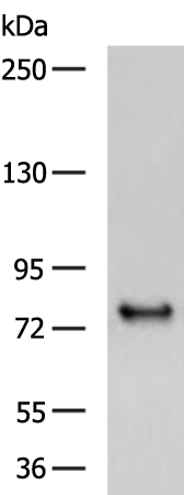 Rabbit Polyclonal Antibody to ABCB6
