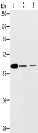 Rabbit Polyclonal Antibody to ABCE1