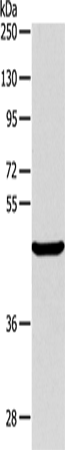 Rabbit Polyclonal Antibody to ALKBH1