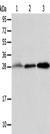 Rabbit Polyclonal Antibody to ALKBH2