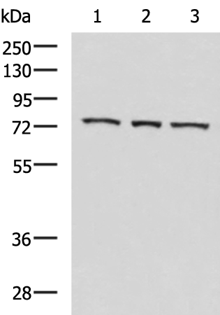 Rabbit Polyclonal Antibody to ABI2