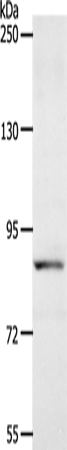 Rabbit Polyclonal Antibody to ACAD11