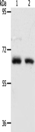 Rabbit Polyclonal Antibody to ACOT11