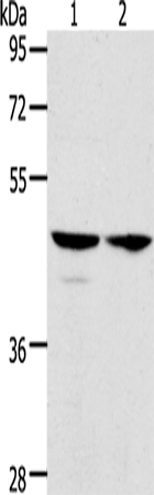 Rabbit Polyclonal Antibody to ACTL8