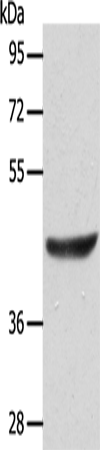 Rabbit Polyclonal Antibody to ACTRT1