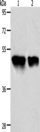 Rabbit Polyclonal Antibody to ACOT9