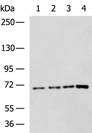 Rabbit Polyclonal Antibody to ADAM15